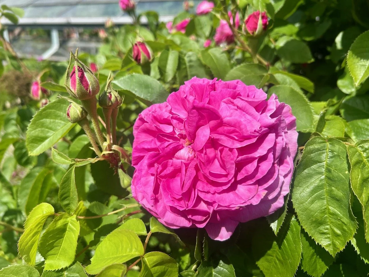 A gloriously pink rose in full flower