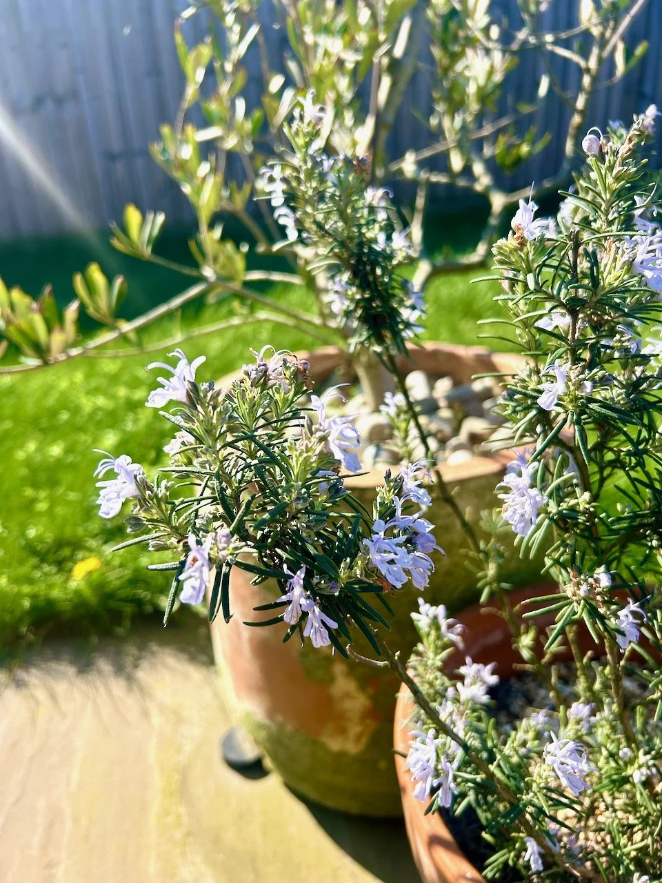 flowering rosemary in the sun