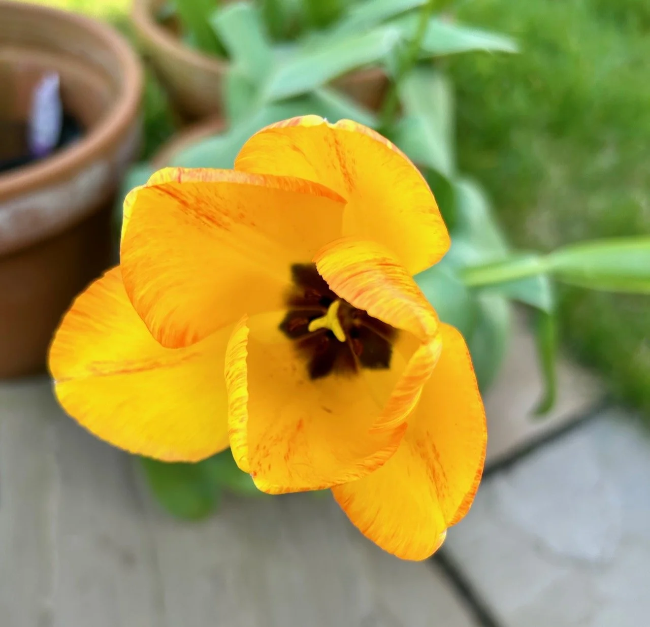 Looking down onto one of the yellow tulips, delicately striped with orange