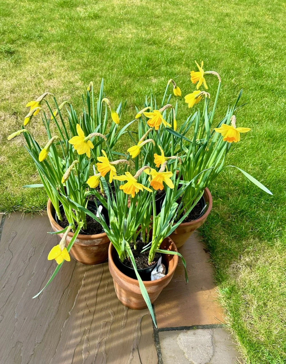 three pots of flowering daffodils on the edge of my patio