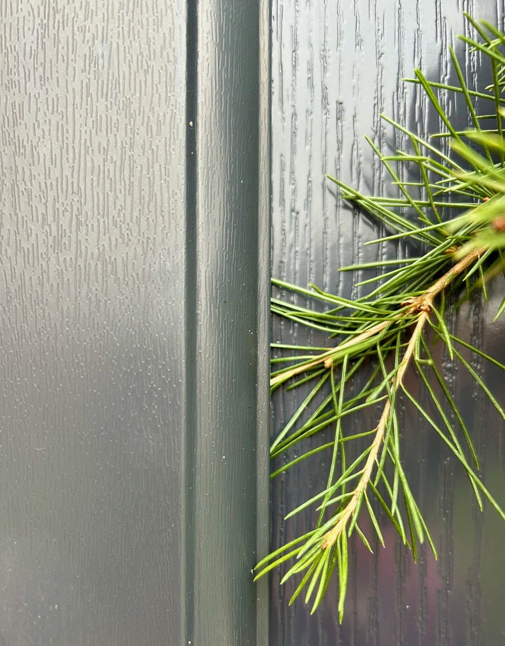 One of the longer tendrils of foliage had caught in the door