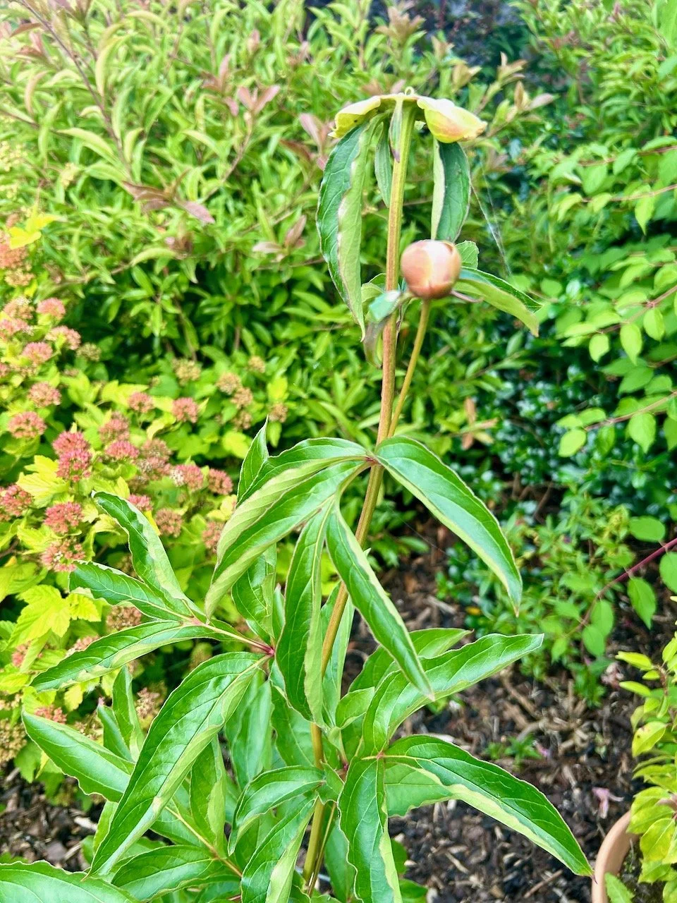 One of the peonies - missing the flower, but a bud remains below this