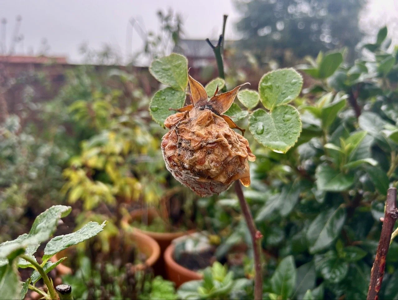 The last rose - it's unlikely to flower now!