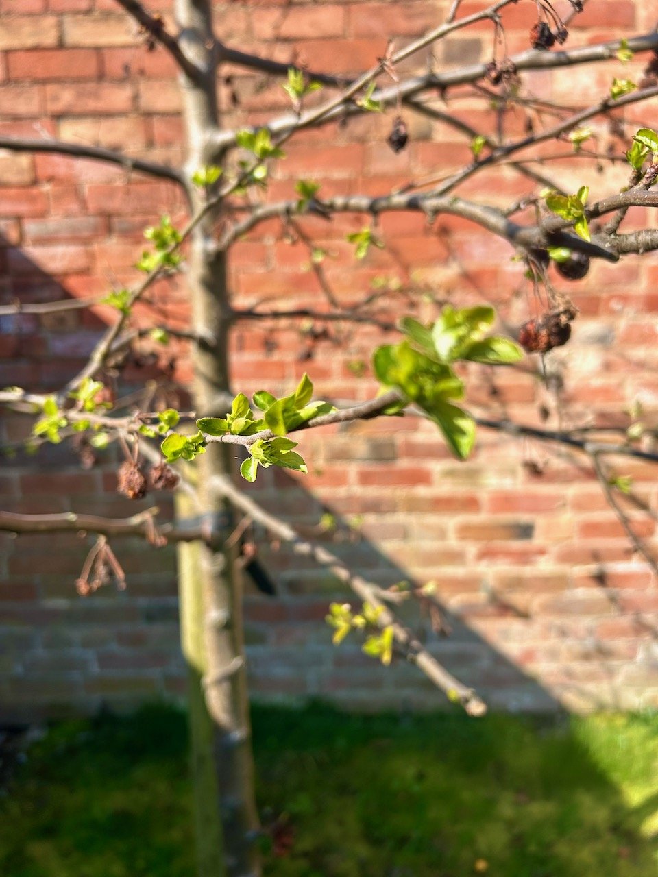 soon after pruning - new growth on the crab apple tree (phew)