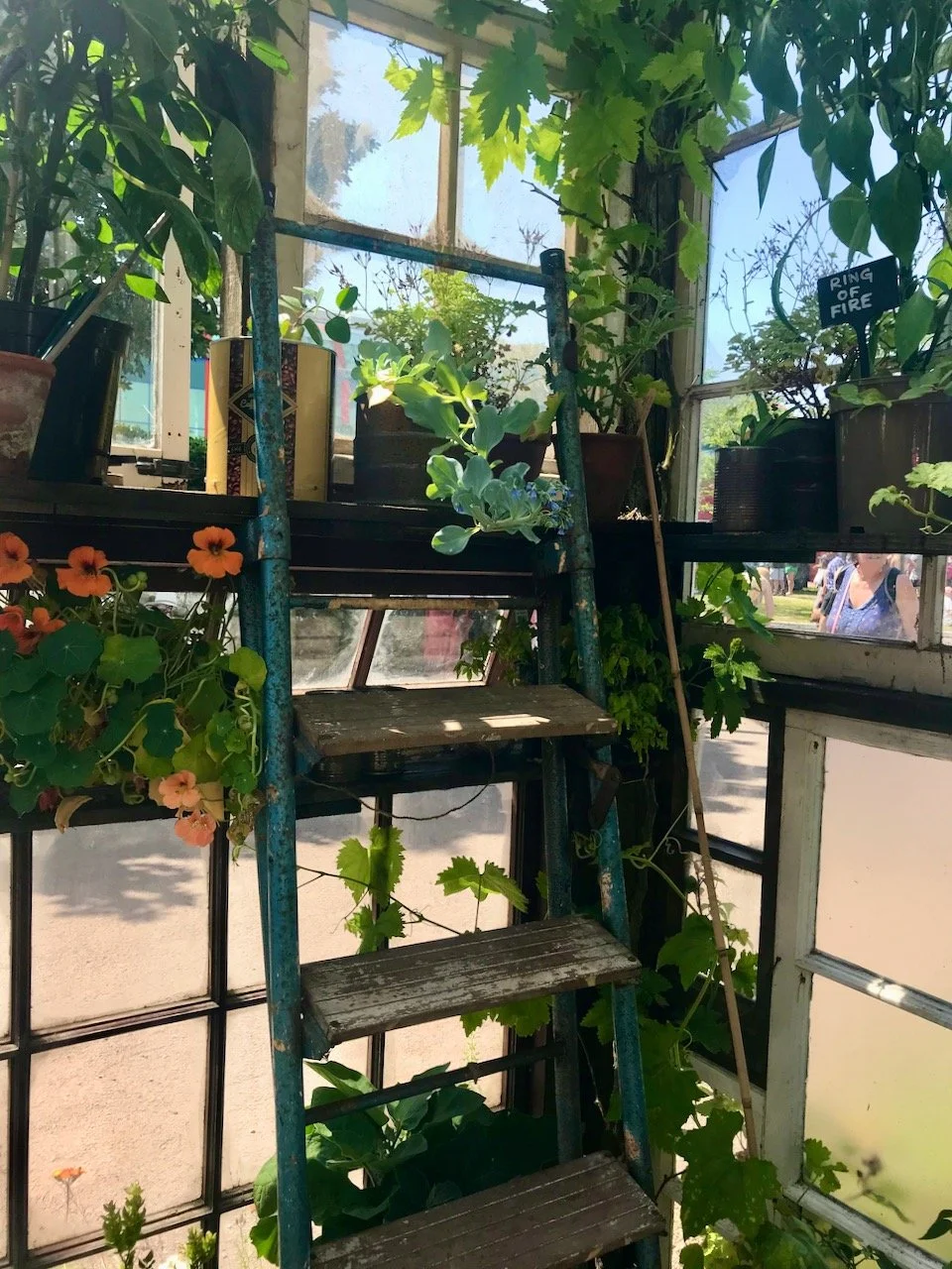 old metal and wooden steps leaning up towards the shelf with a vine,  houseleeks and nasturtiums growing close by