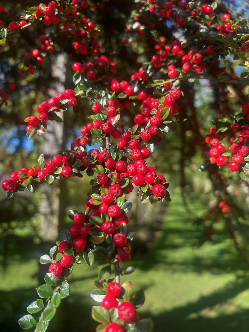 BERRIES IN THE WALLED GARDEN