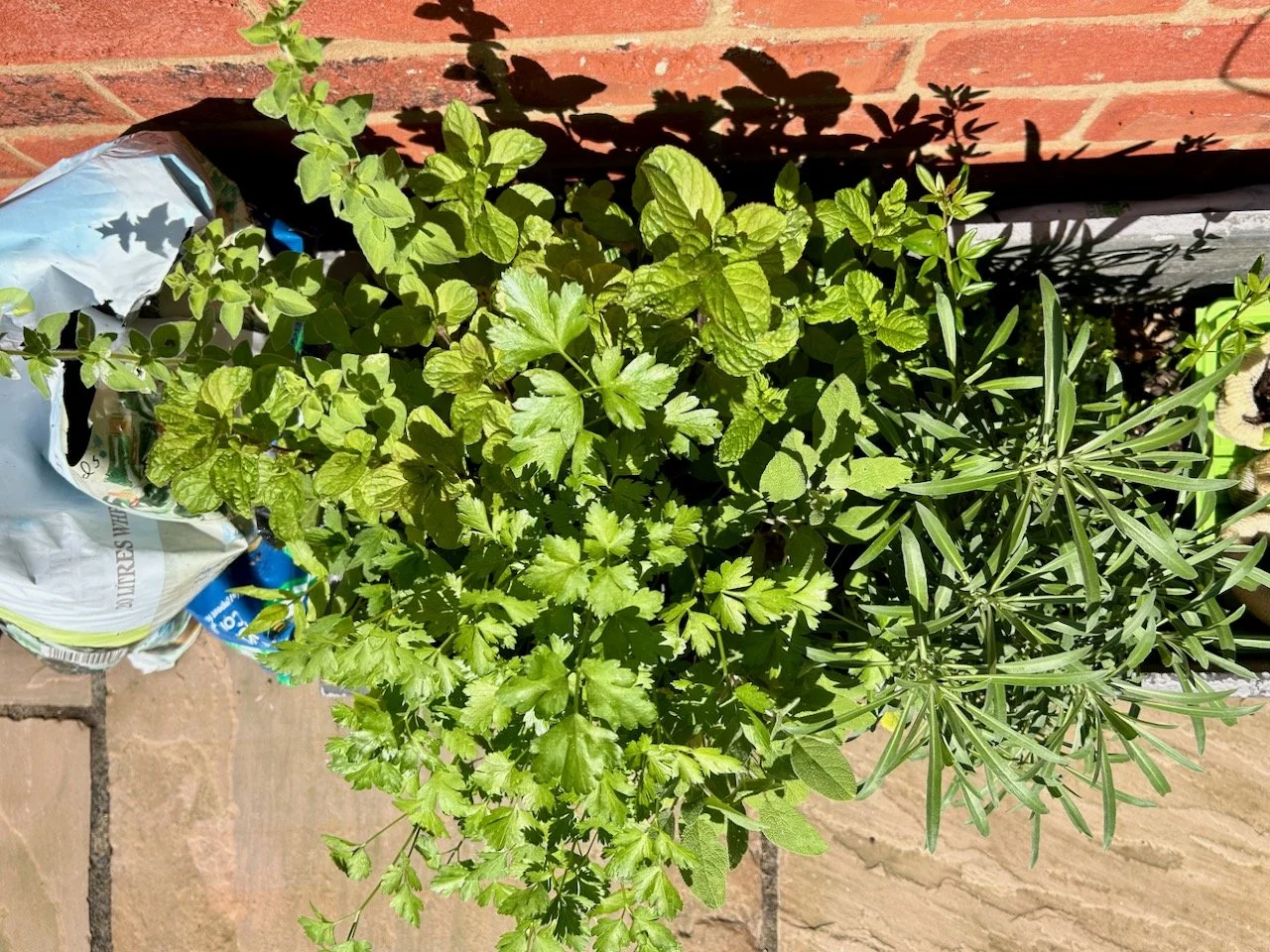 A melee of herbs - mint, oregano, sage & parsley - waiting to be potted on