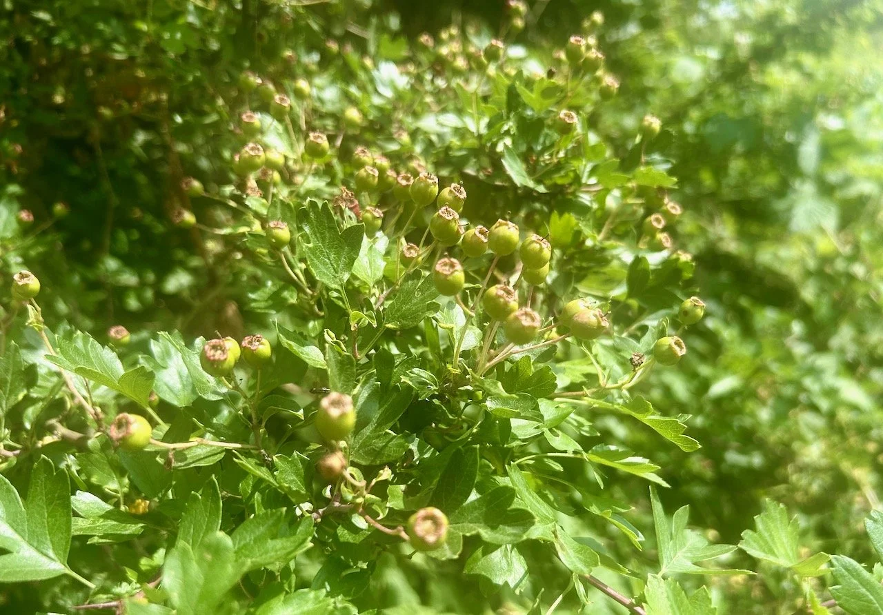 HAWS - GREEN