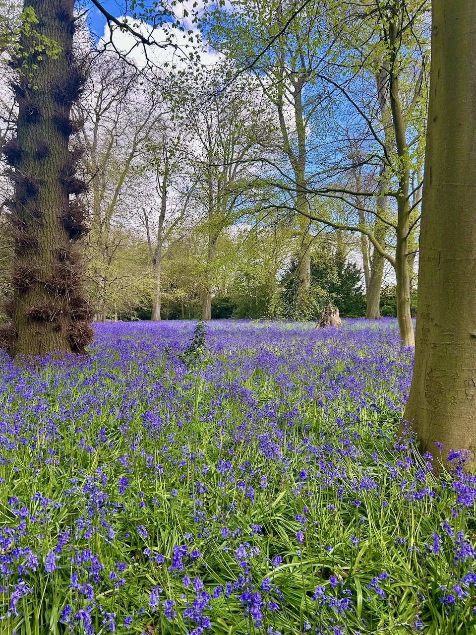 Bluebells in the grounds at Flintham Hall, Nottinghamshire
