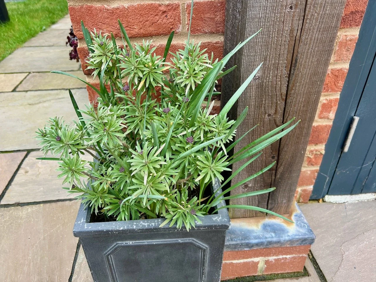 My pot of wallflowers - bushing out and forming flower heads