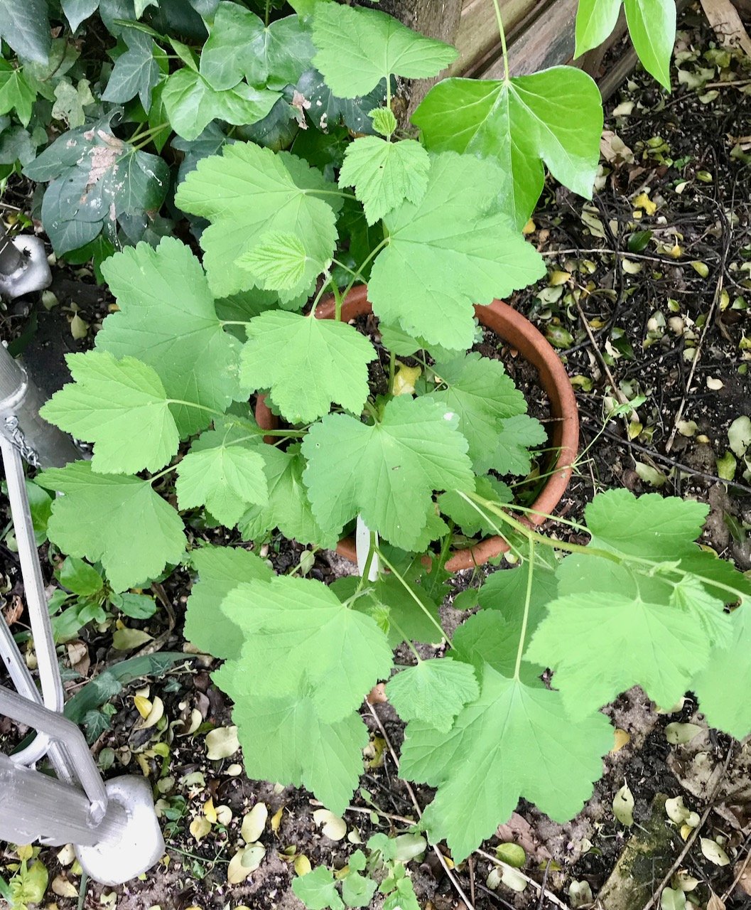 Soft new growth on my redcurrant plant which I thought I'd lost to the drought last year