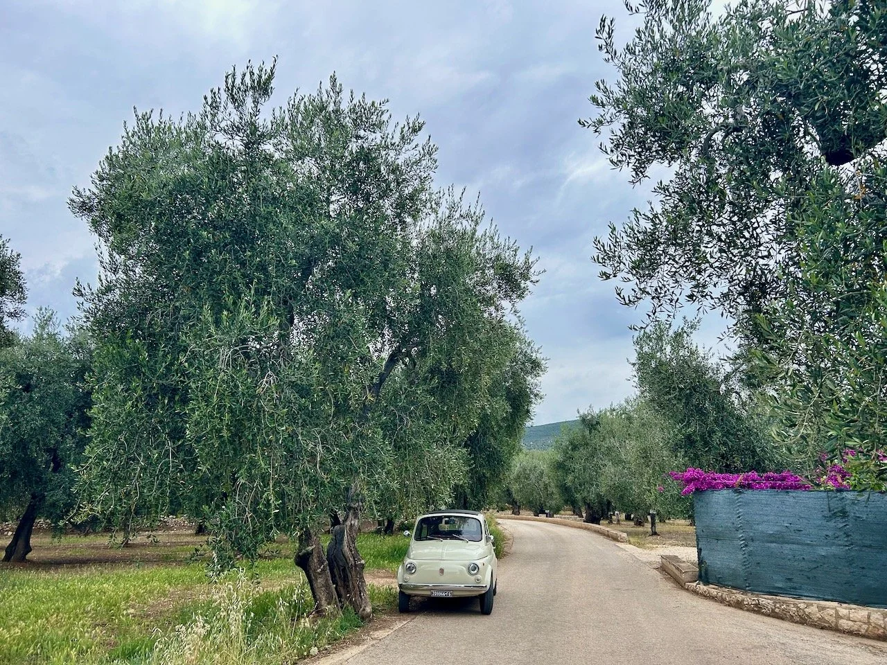 A fiat car parked under a large olive tree (which is way larger than the car!)
