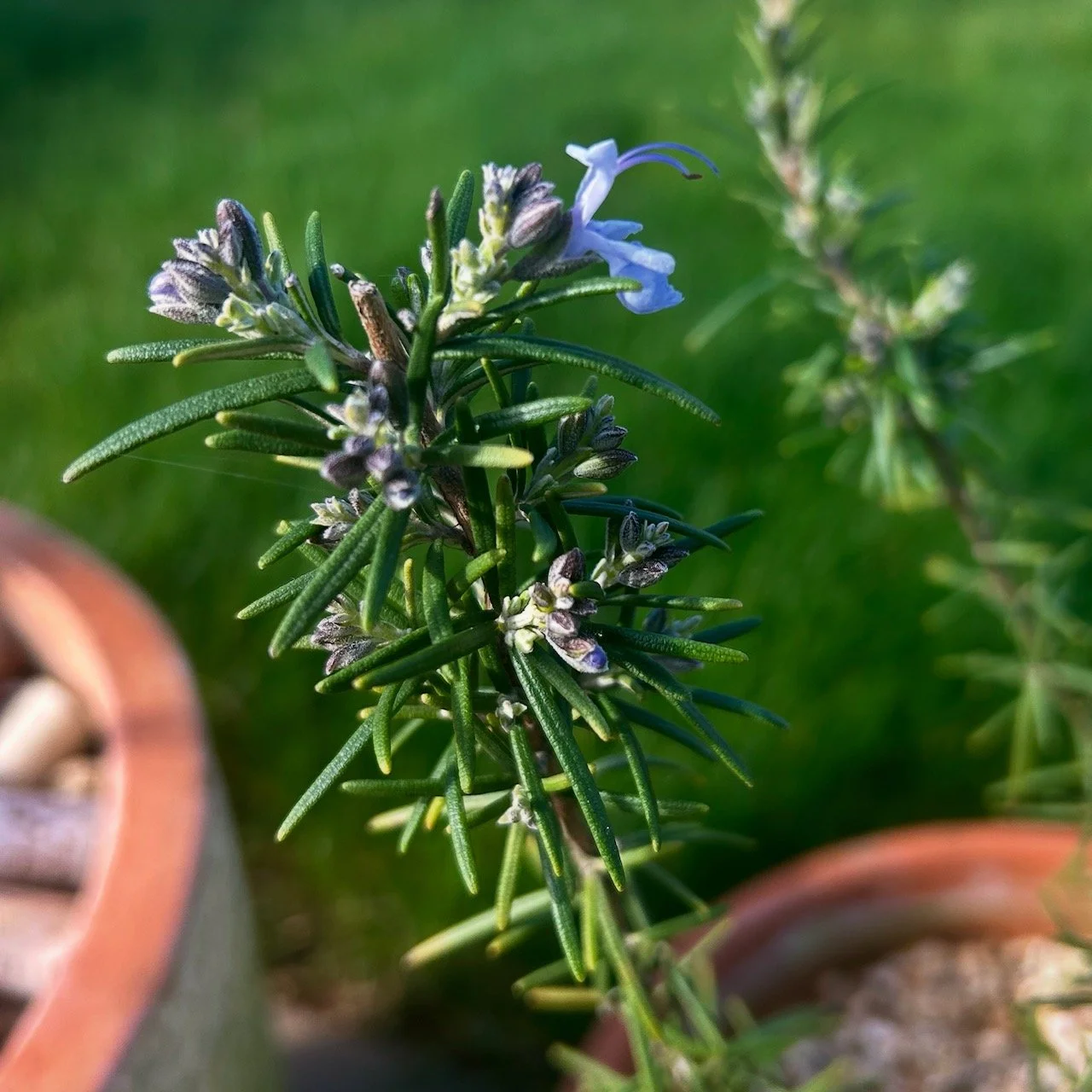 the first blue flower on my rosemary plant - clearly enjoying the sunshine