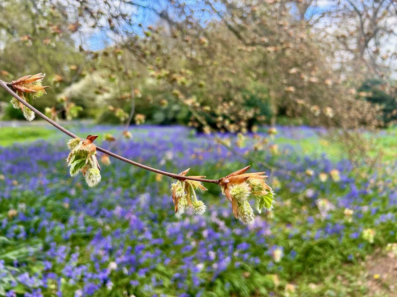 Blossom forming against the Bluebells in the grounds at Flintham Hall, Nottinghamshire