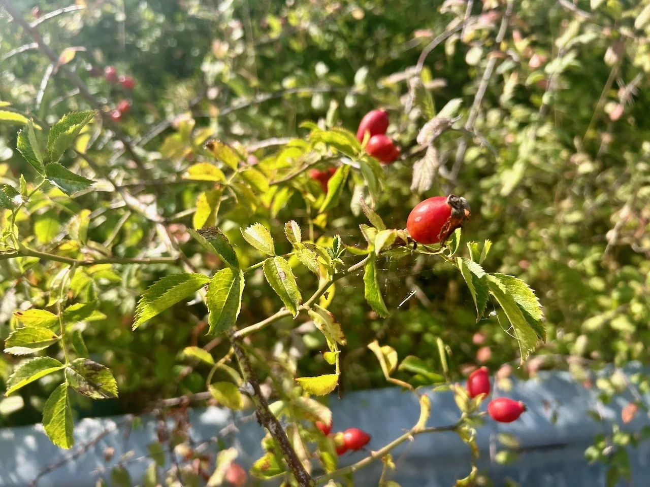 rosehips creeping over the crash barrier
