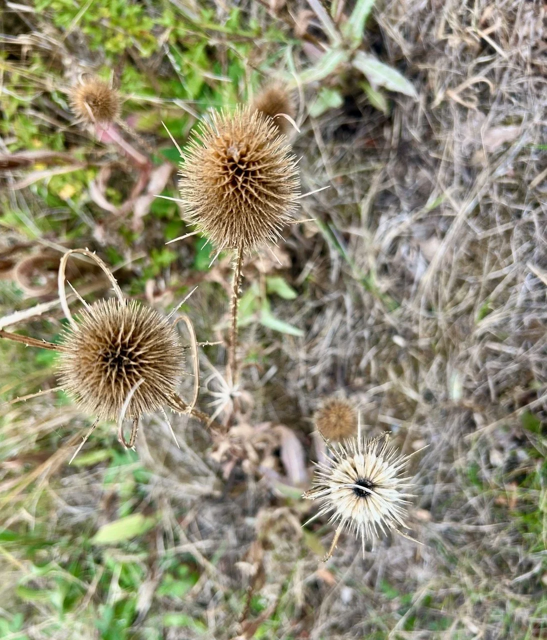 Looking down at some teasels