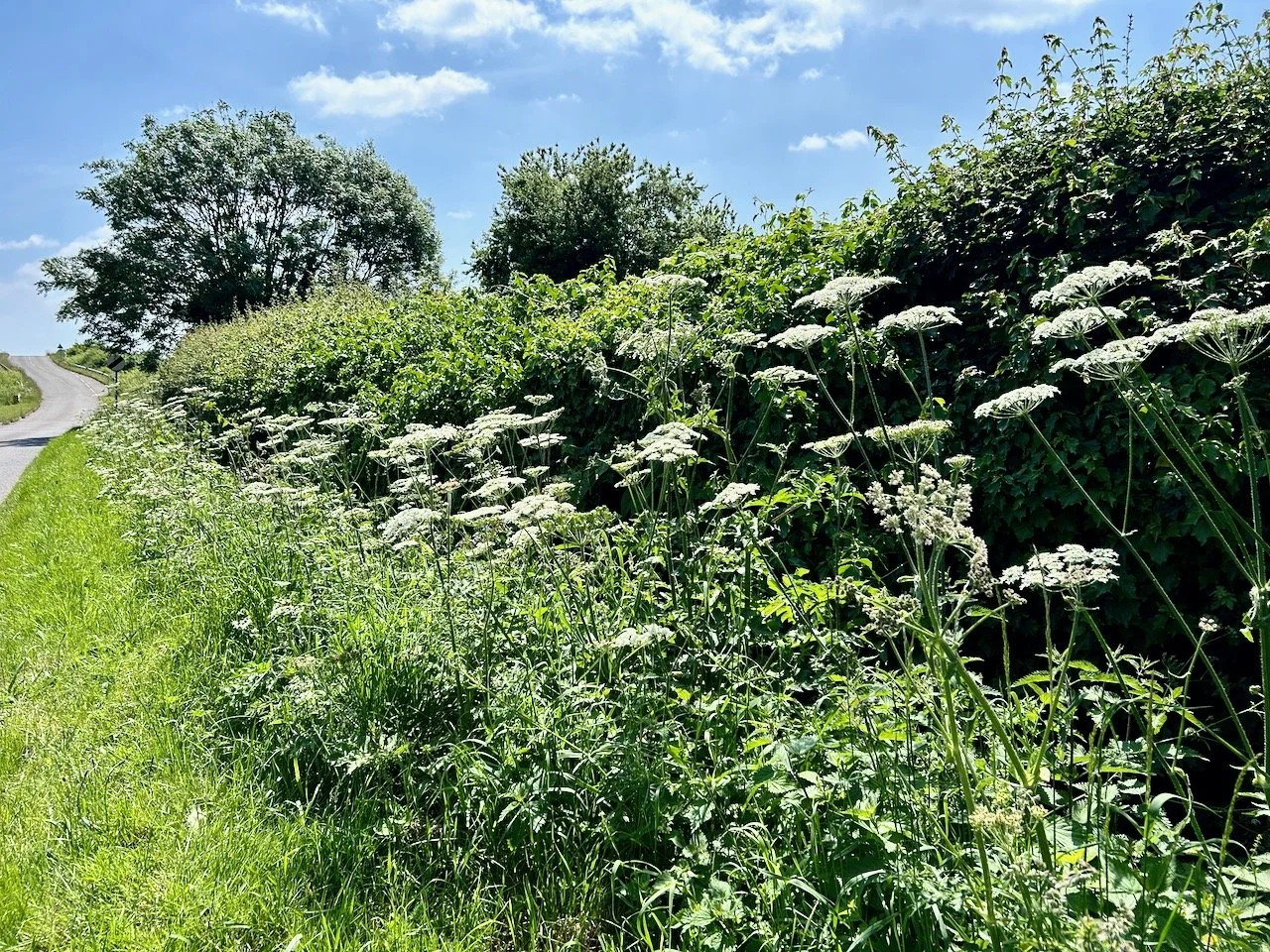 cow parsley on Moor lane