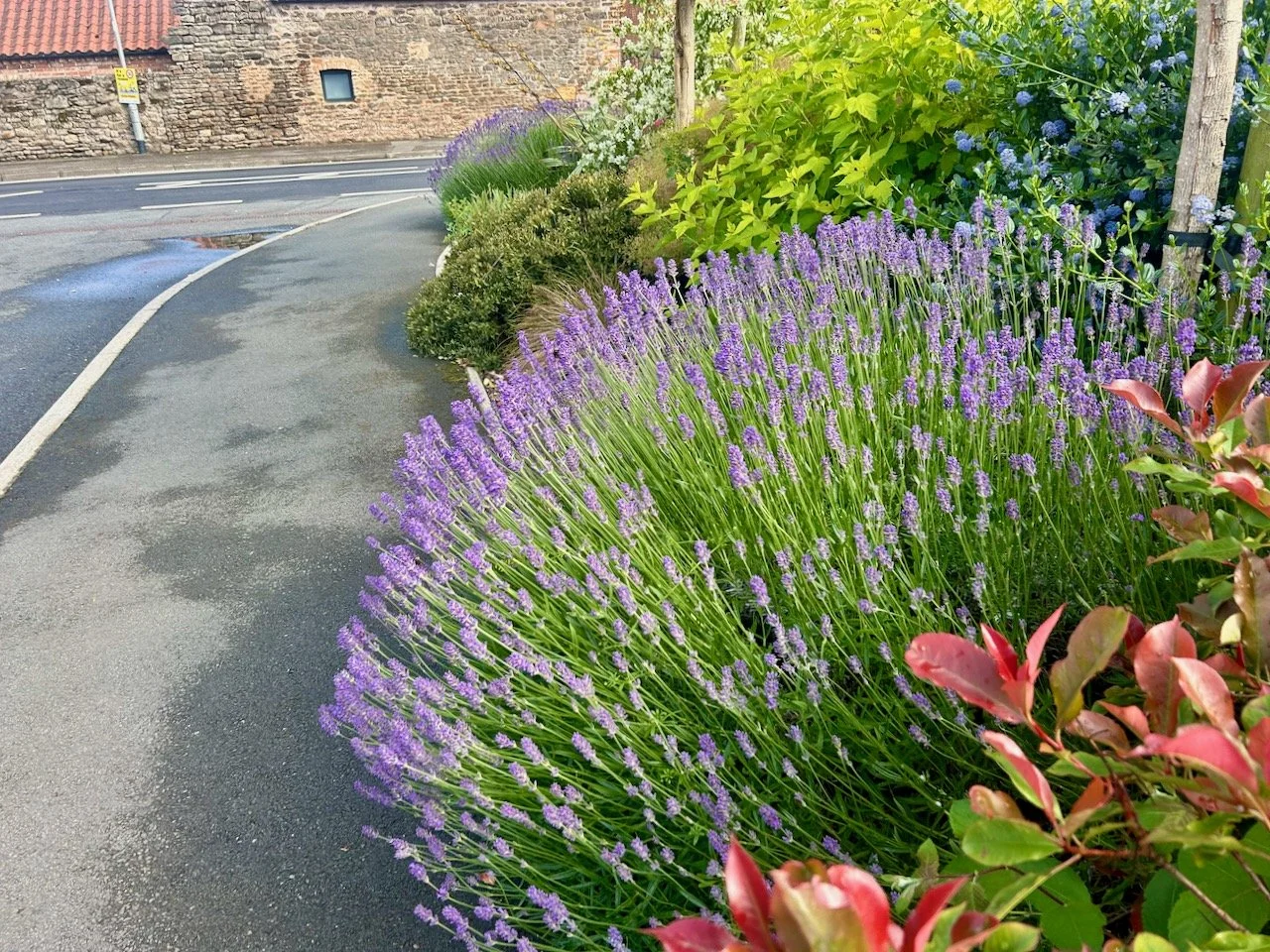 the large flowering lavender bushes in the outer border