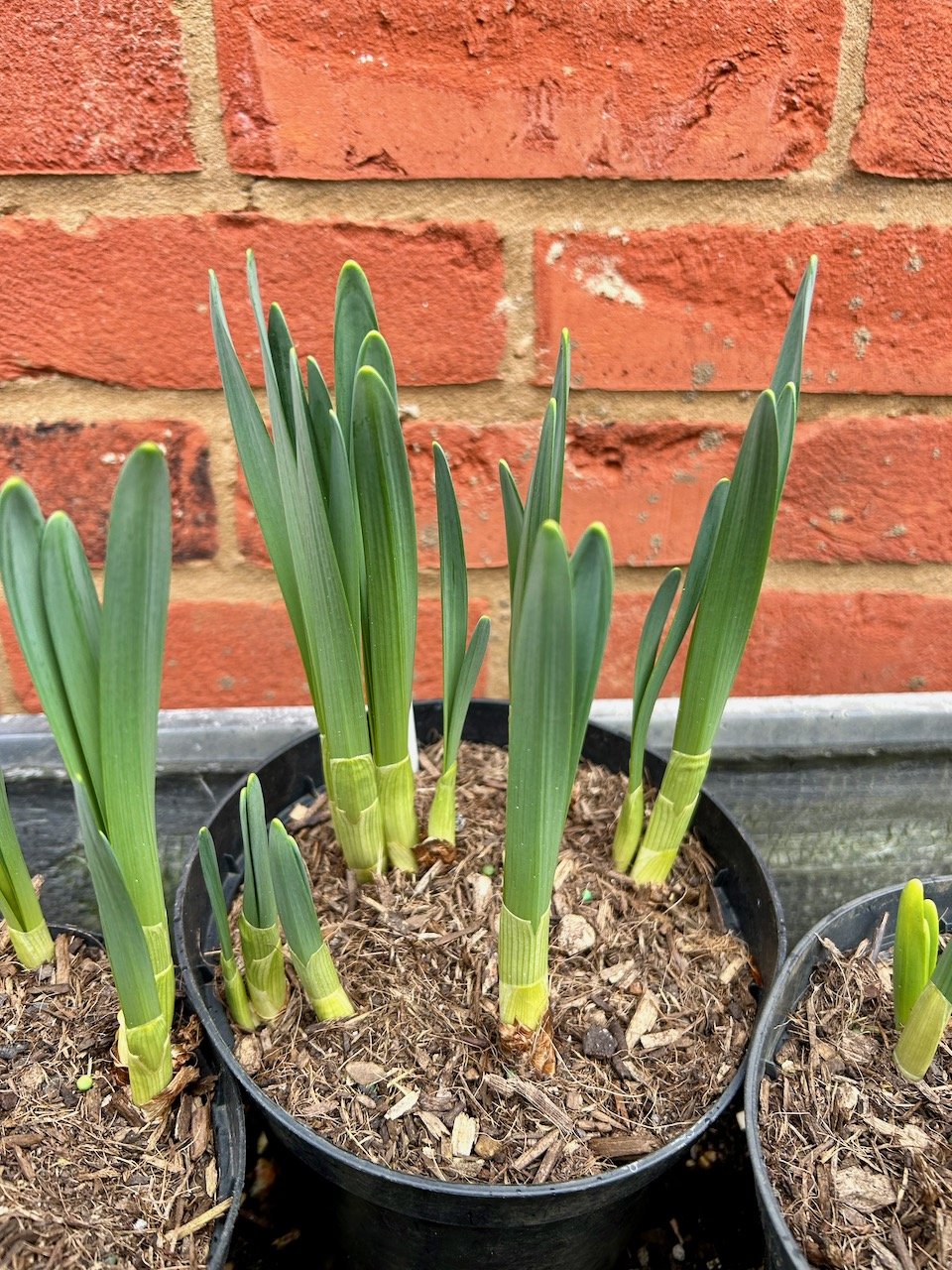Daffodils peeking through the soil in pots with a brick wall behind