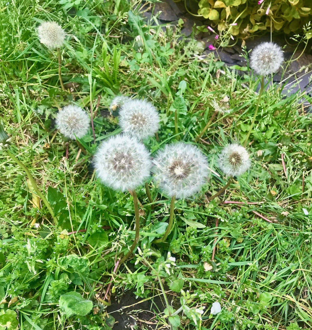 Our no mow may brought lots of dandelion flowers, and subsequently dandelion clocks - which were hard work