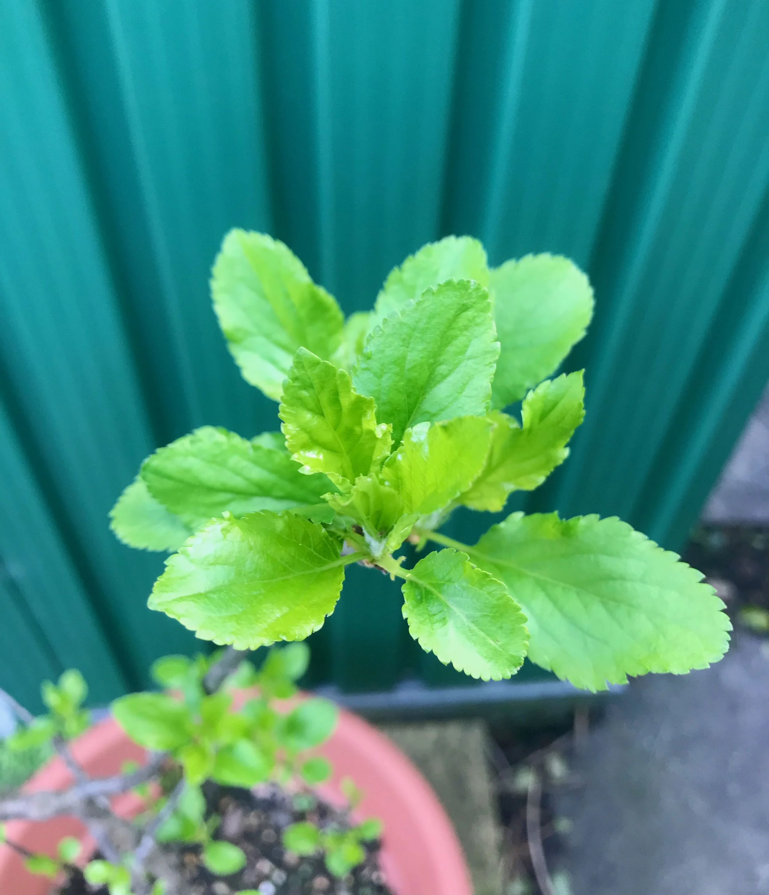 New growth on the little potted apple tree