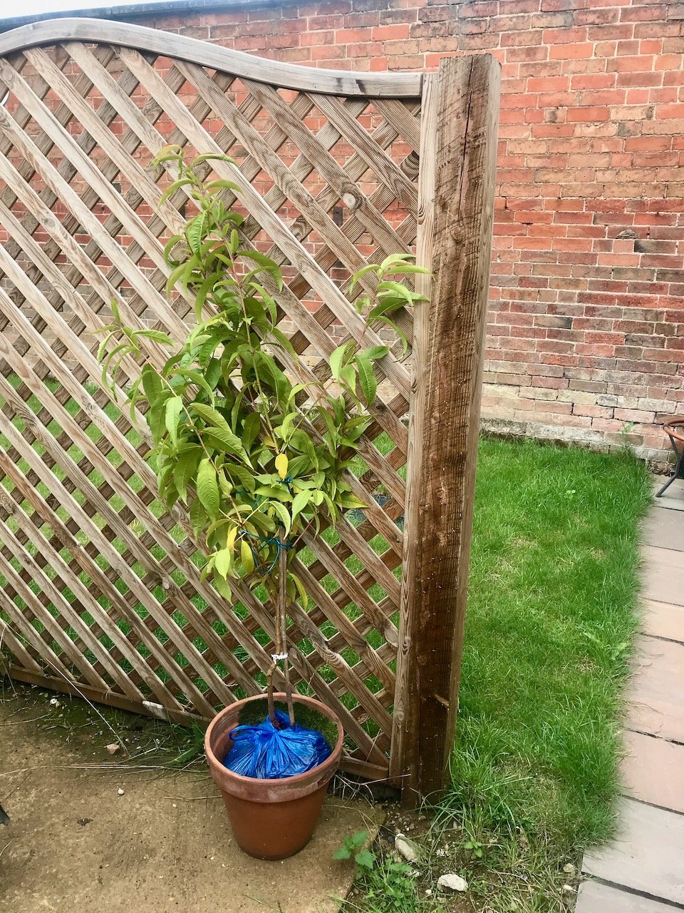 The 'to be potted up' nectarine plant which dad grew from the pip