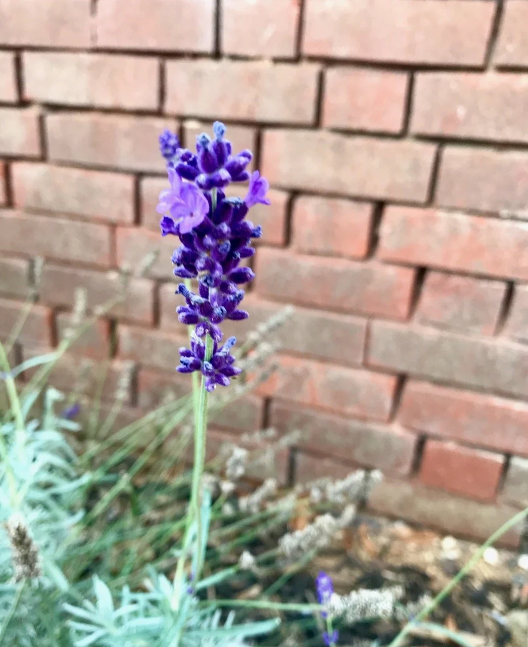 one of our many lavender flowers, this lone flower against the brick wall