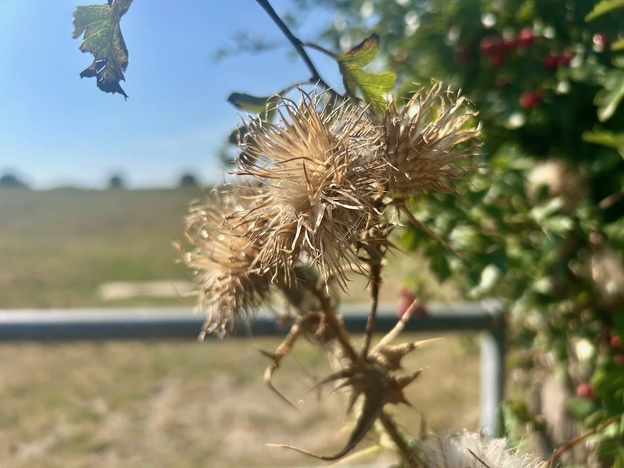 A decaying thistle with all its textures