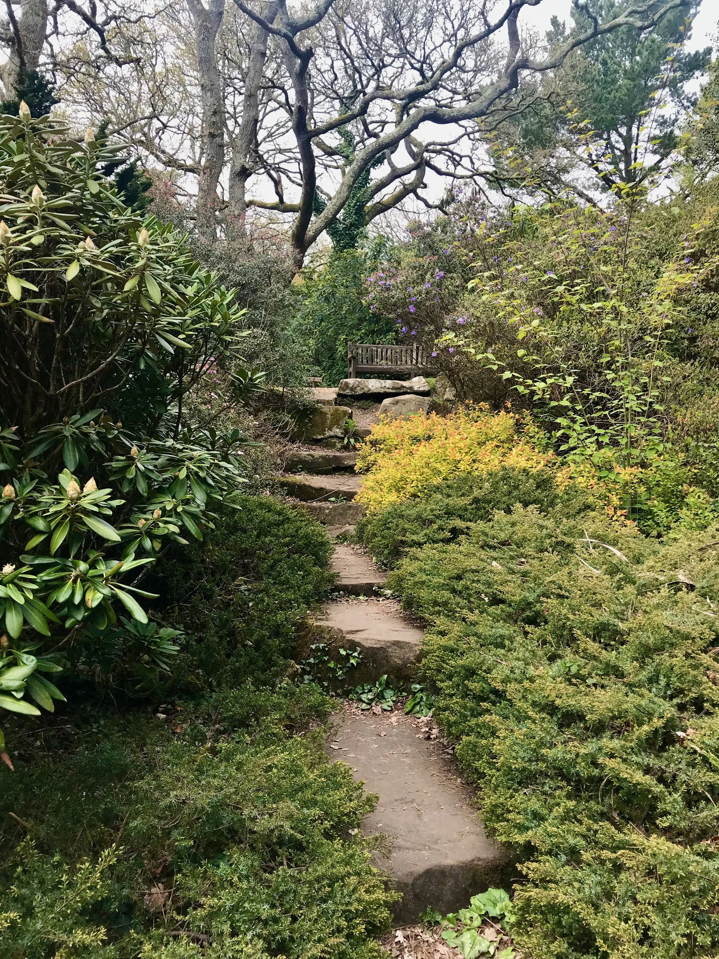 The rocks creating a path through rhododendrons and low level planting up to a wooden bench