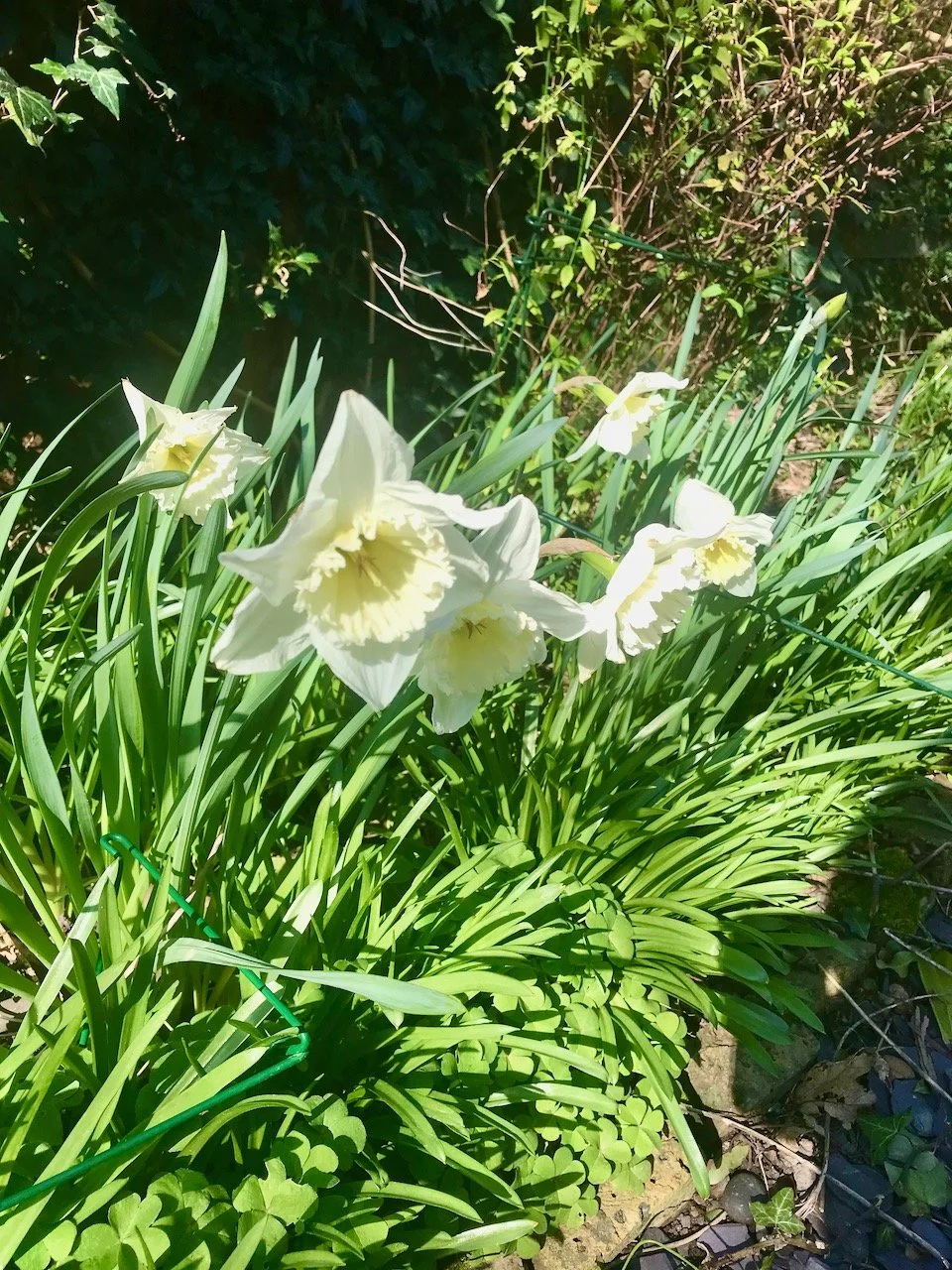 the palest of daffodils in the border enjoying the sun