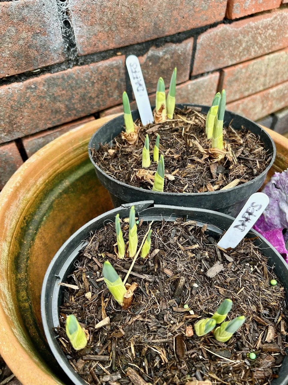 The daffodil shoots are almost two inches by the end of the month