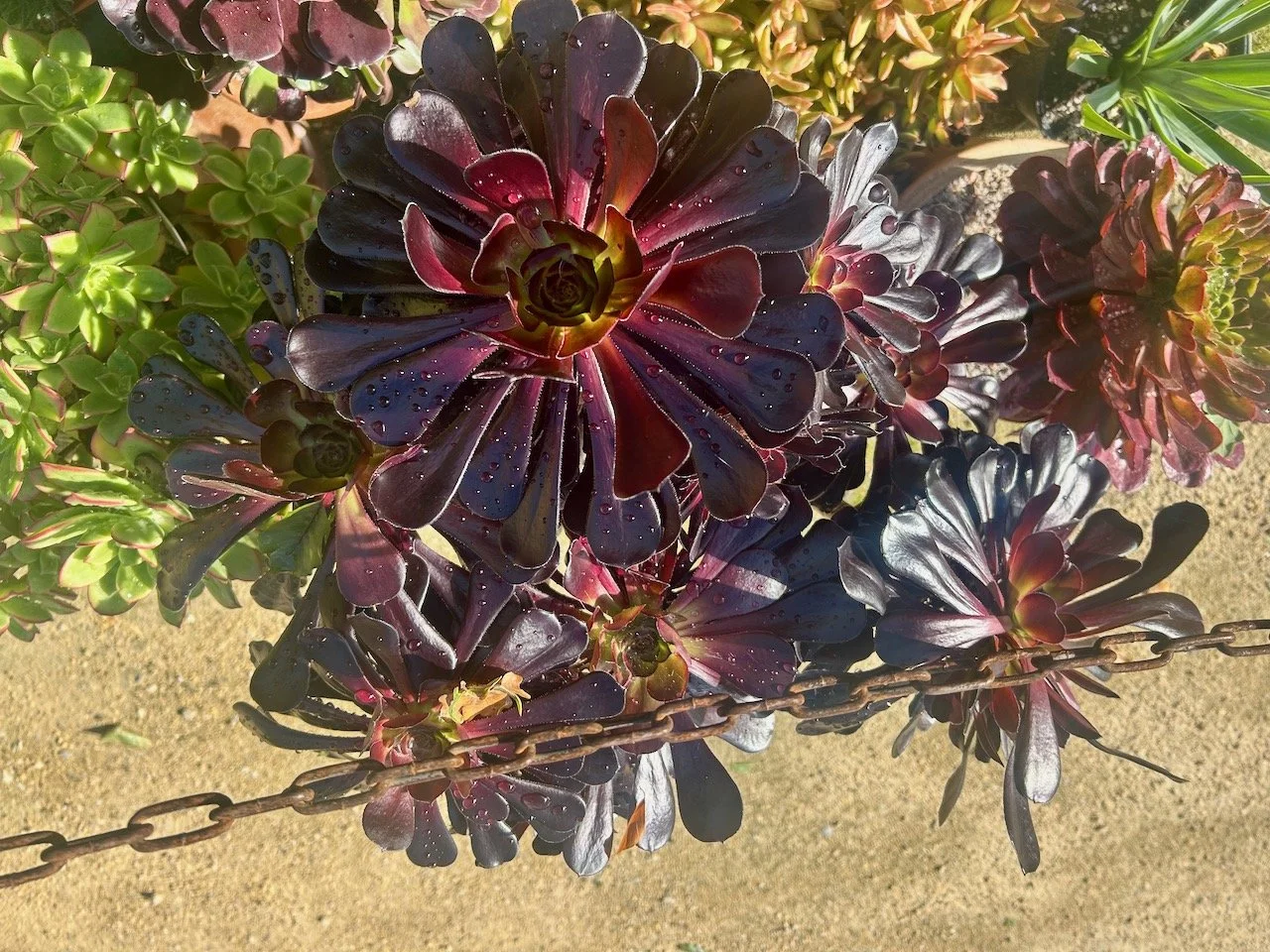 A purple aeonium behind a rusty chain