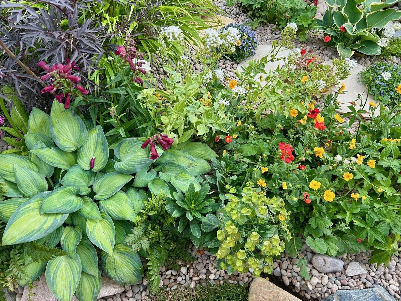 The planting with hostas, euphorbias and acers and plenty more