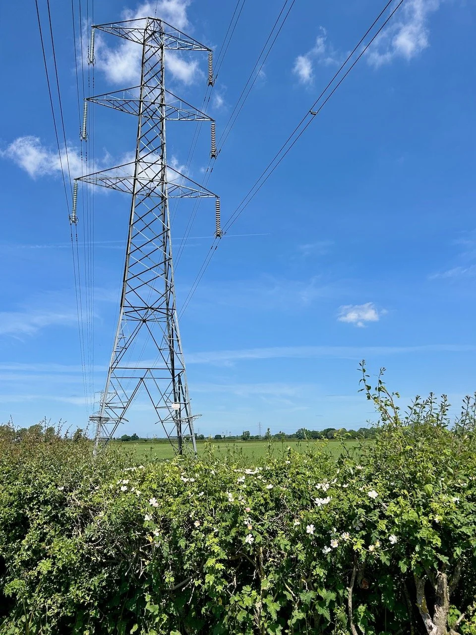 The pylon against a large blue sky - with wild roses in the foreground