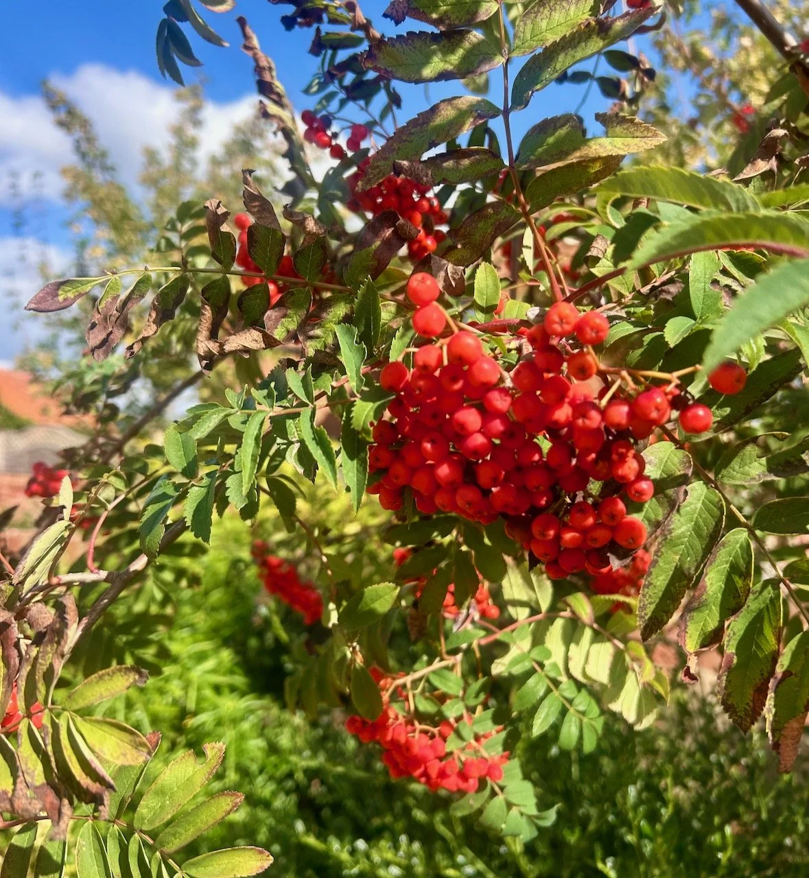 bunches of berries on the rowan tree