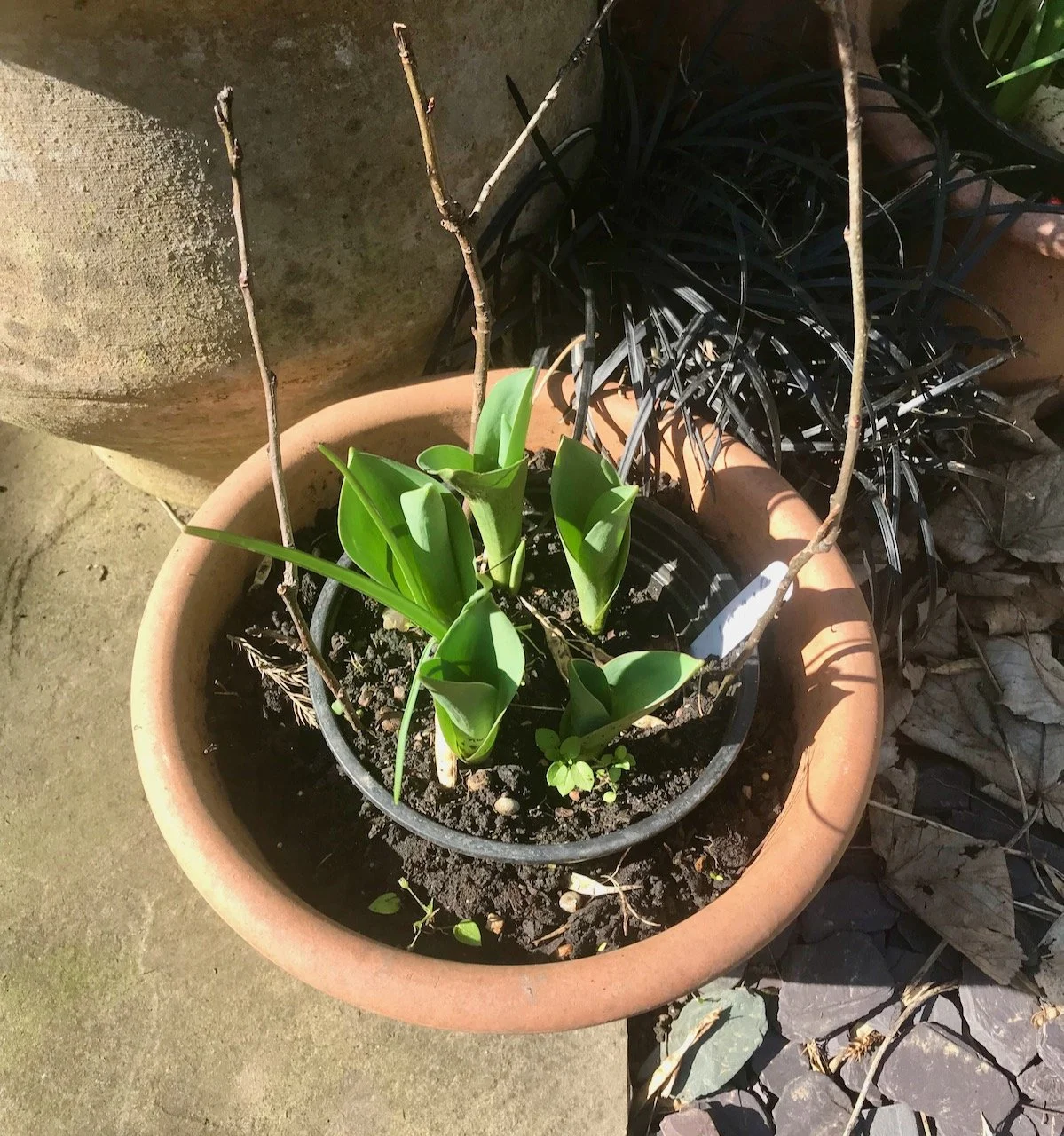 Looking down onto the new growth of tulip bulbs in a round pot on the patio