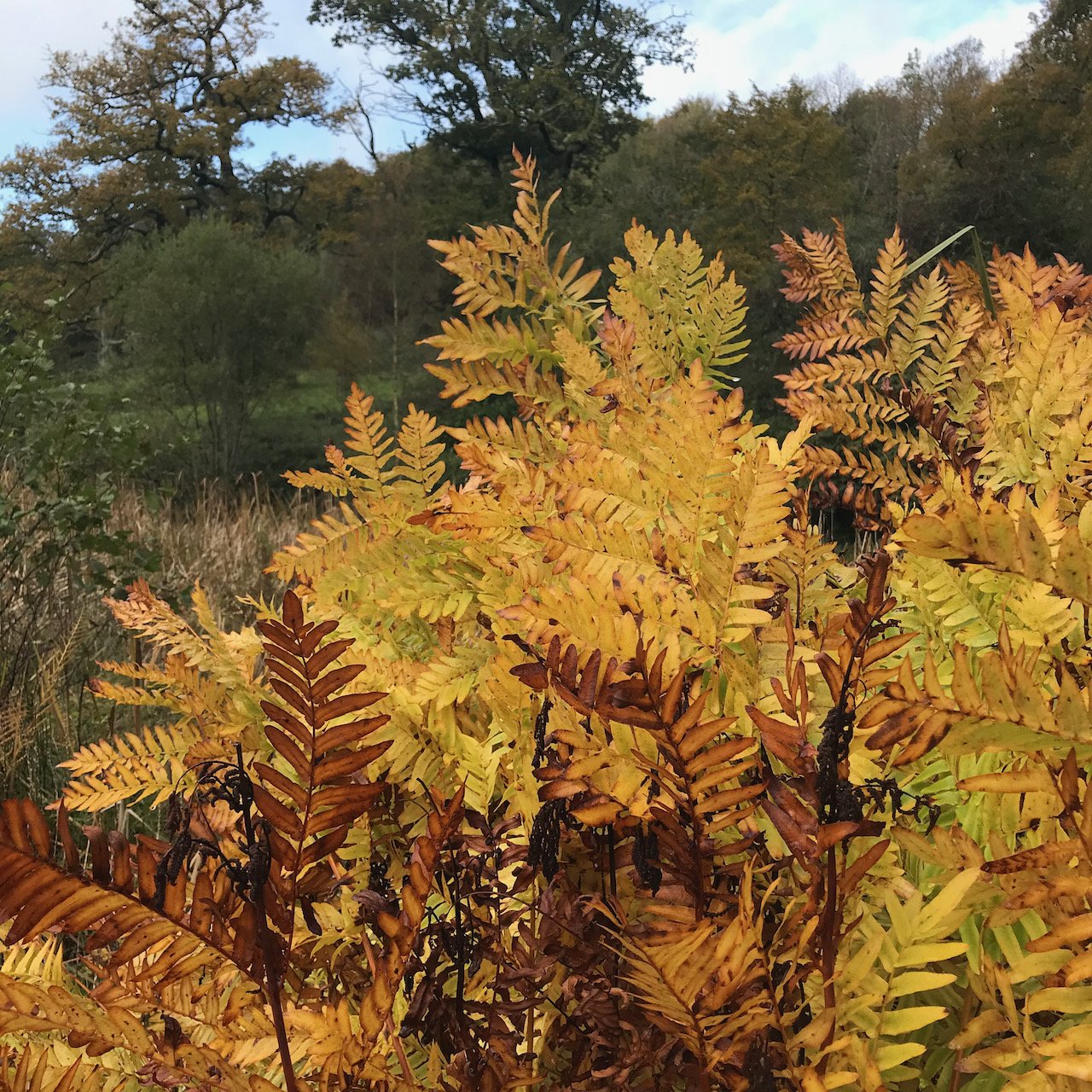 yellow, golden autumnal fern leaves in the foreground