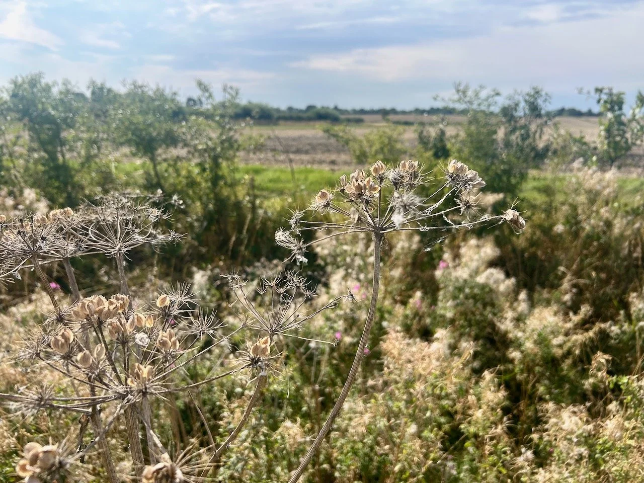 seedheads against the hedgerow