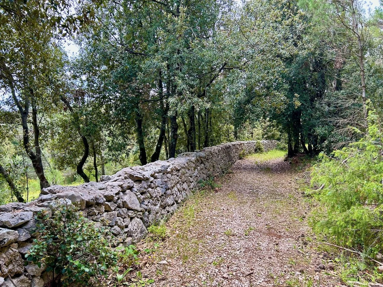 A dry stone wall leading us through the woodland
