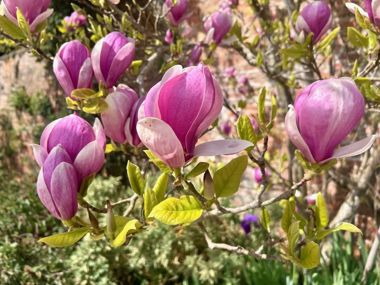 deep pink magnolia flowers covering this tree