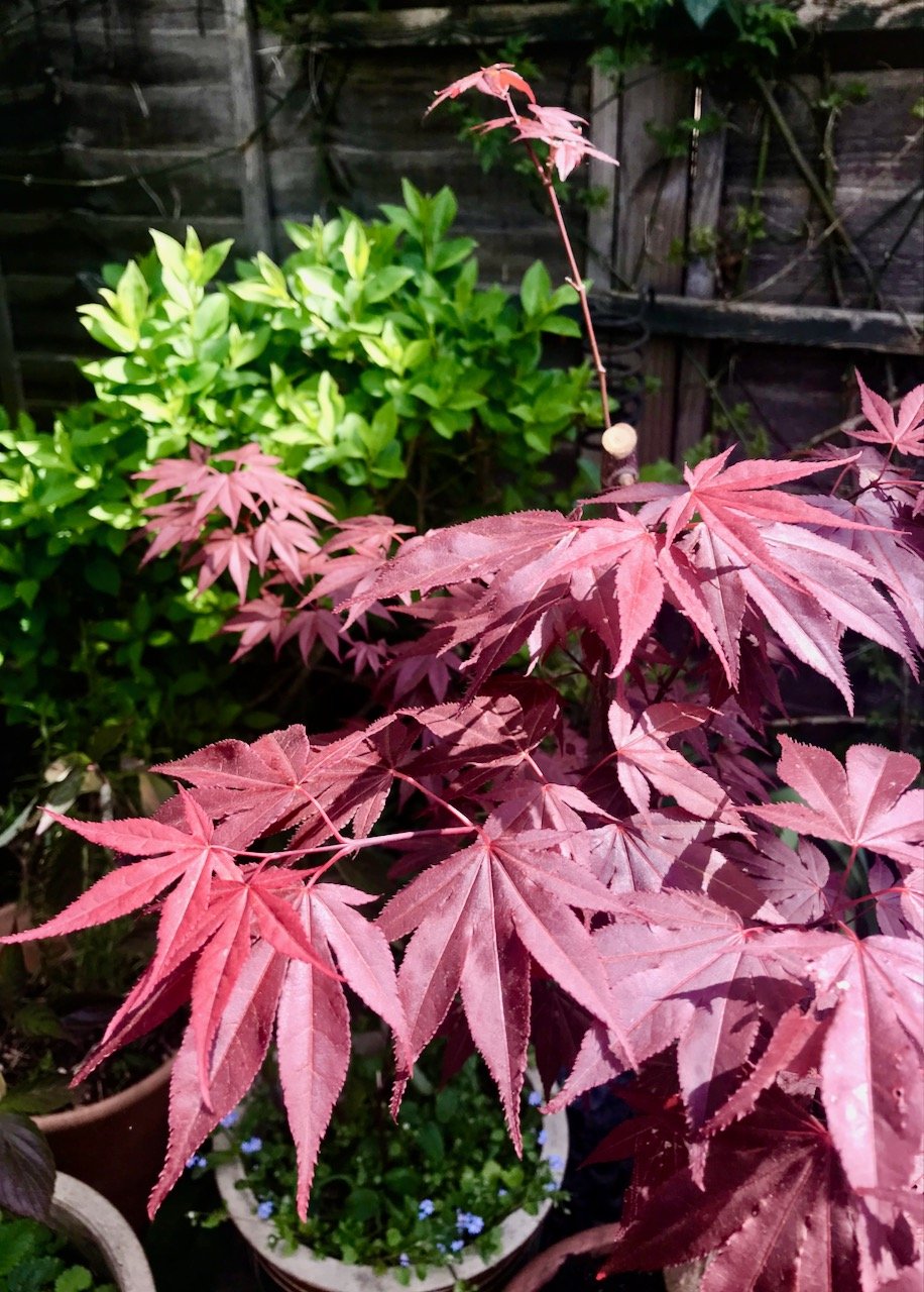 The red leaves of the acer doing well with its move