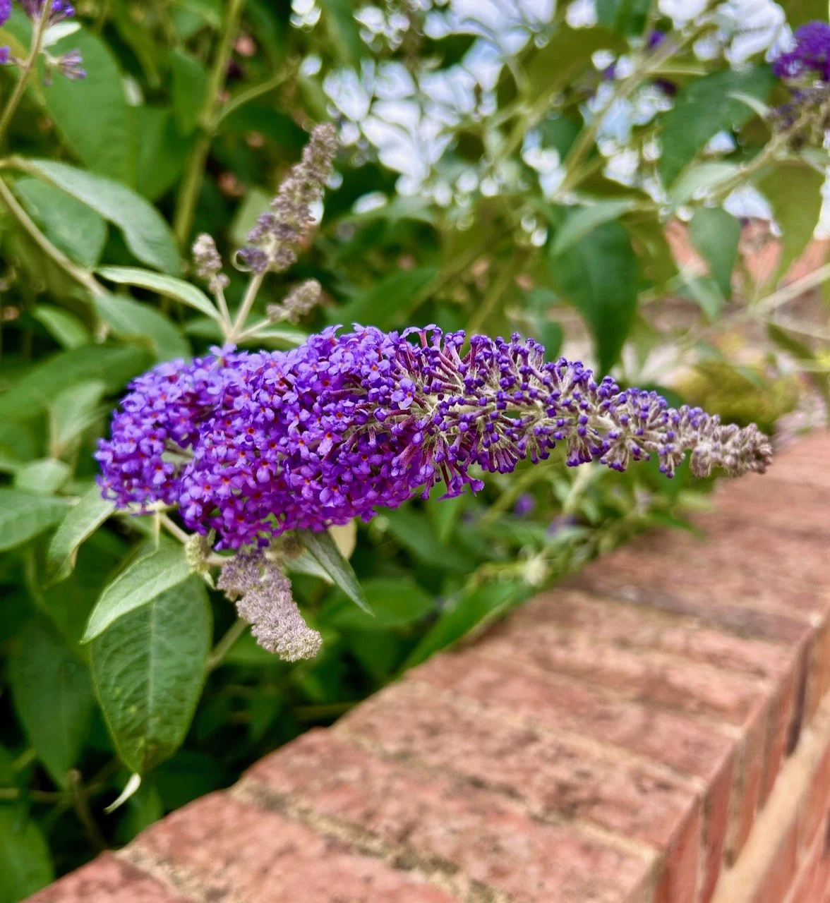 A purple buddleia flower poking over the brick wall