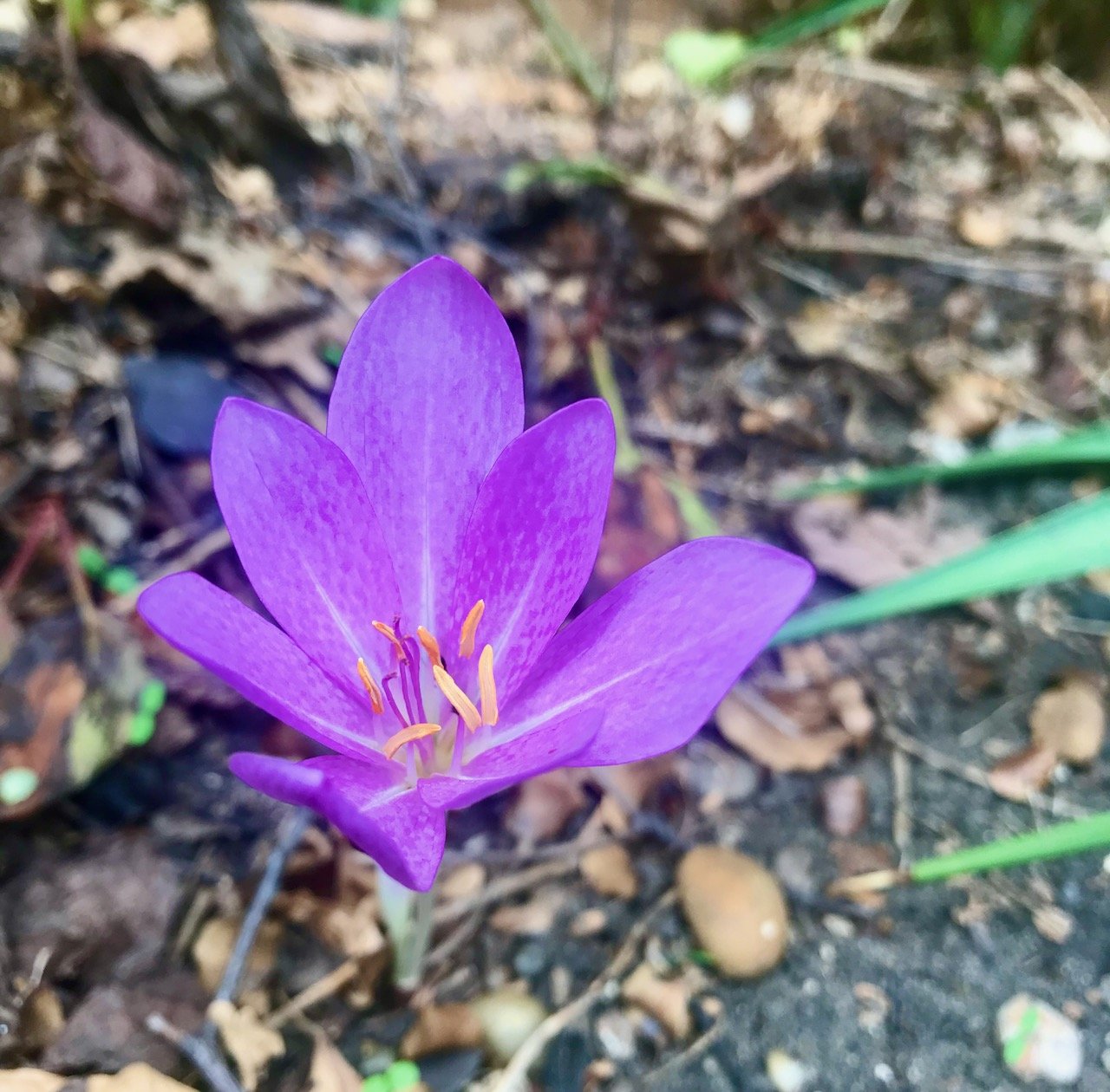 A vibrant purple autumn crocus