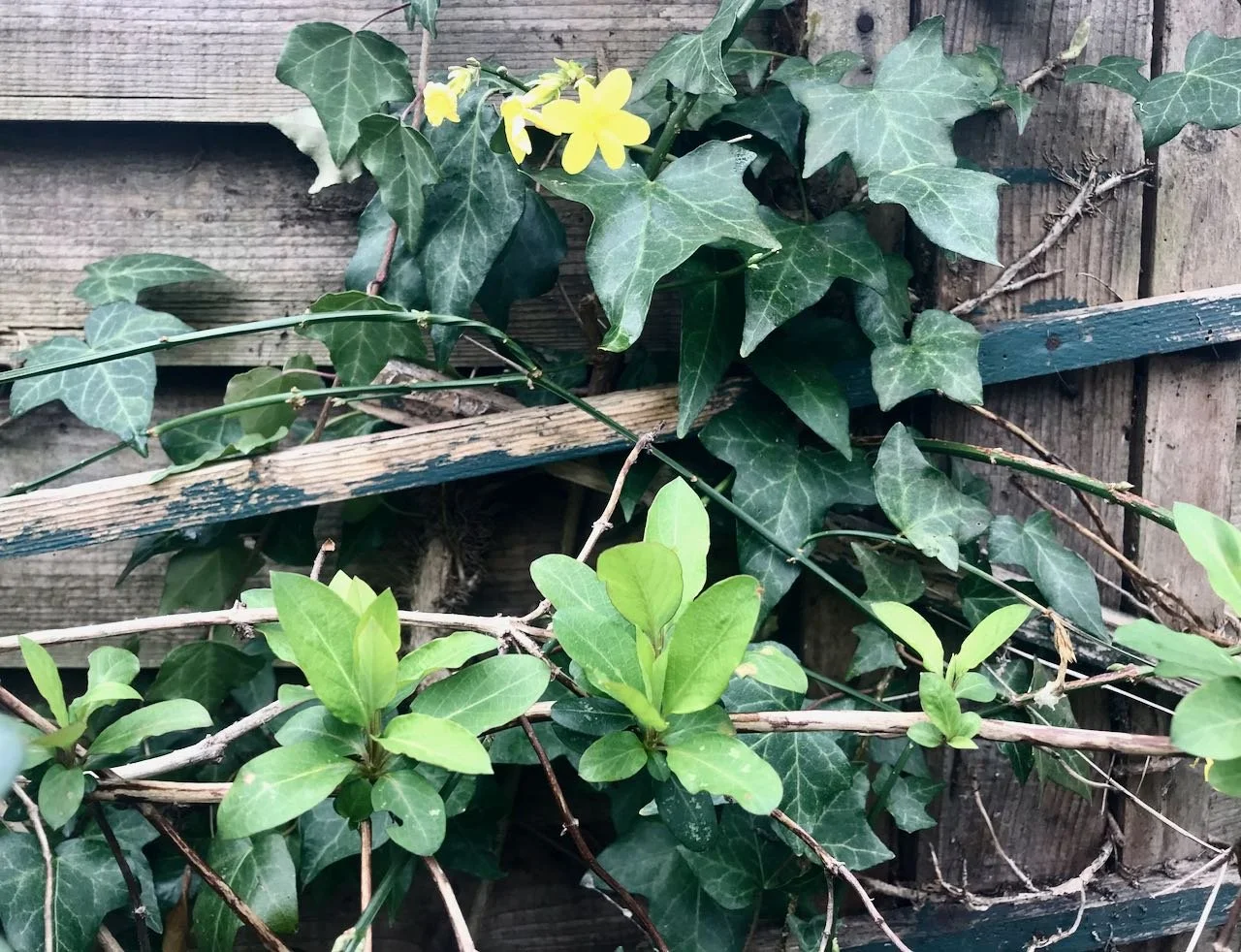 Tufts of new growth on the honeysuckle, with ivy and winter jasmine behind