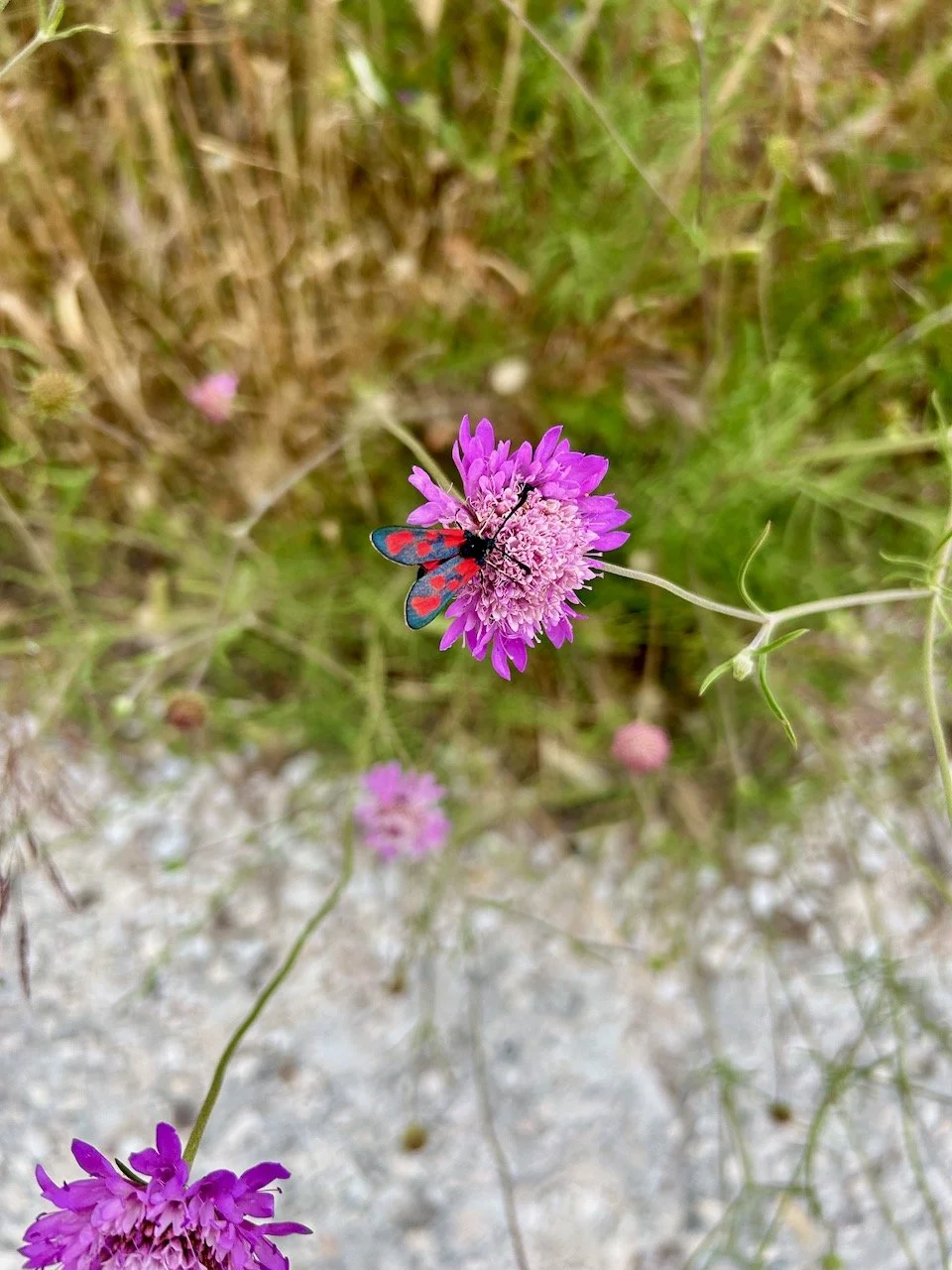 A bright pink scabiosa type plant with a black and red winged insect