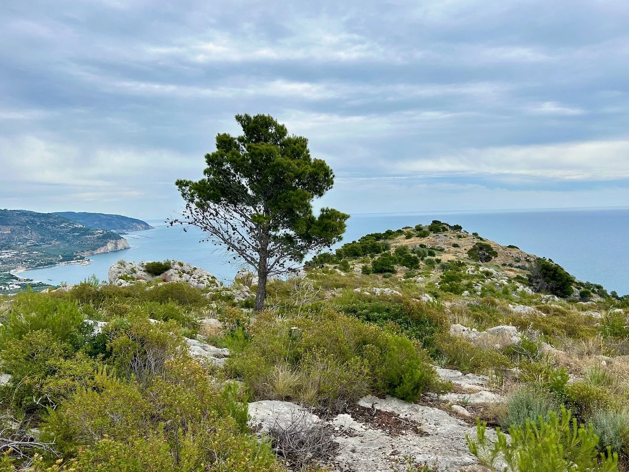 A lone tree near the edge of the headland