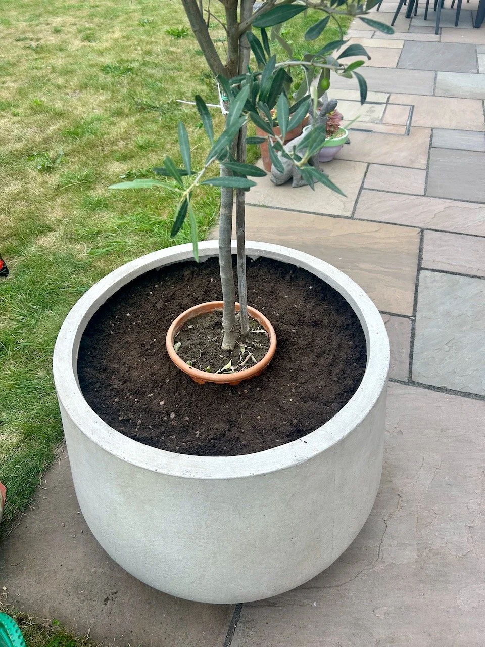 Placing the olive in its pot in the large pot to get the level correct