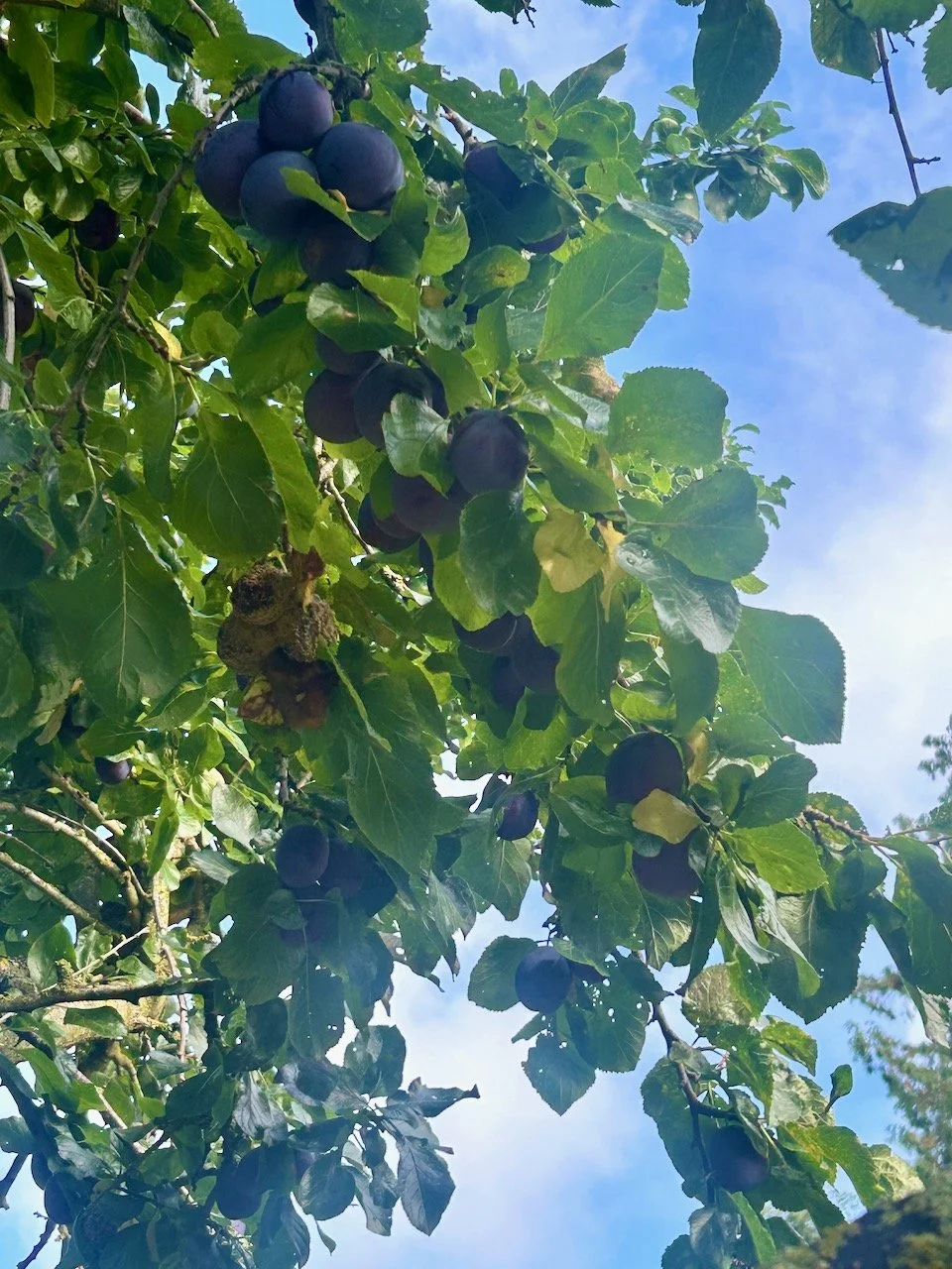 Plums or damsons also growing at Scampston Hall