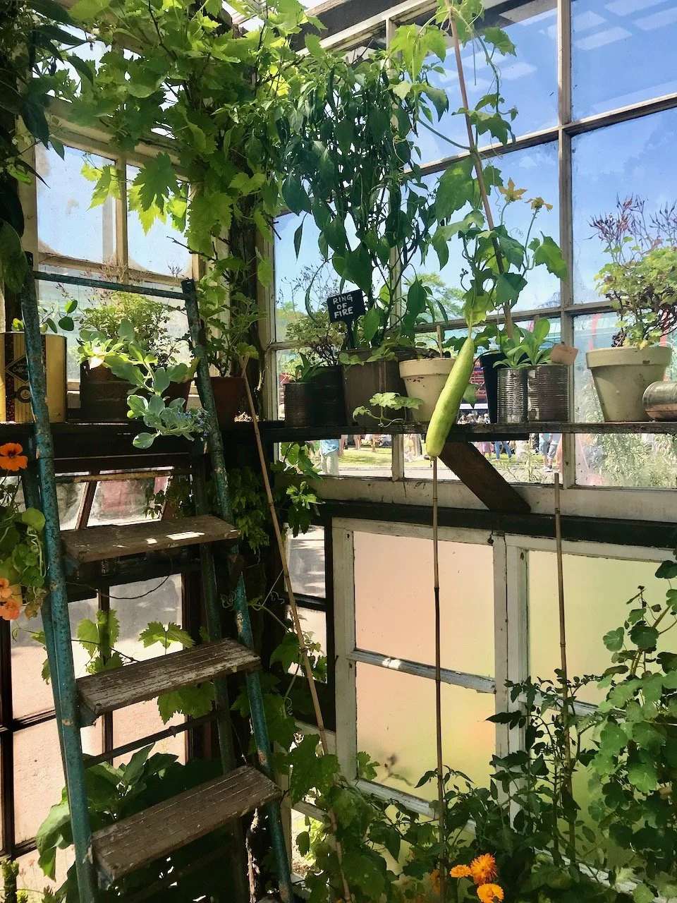 Looking inside the greenhouse of reclaimed windows and the plants such as cucumbers, chillies and tomatoes growing there
