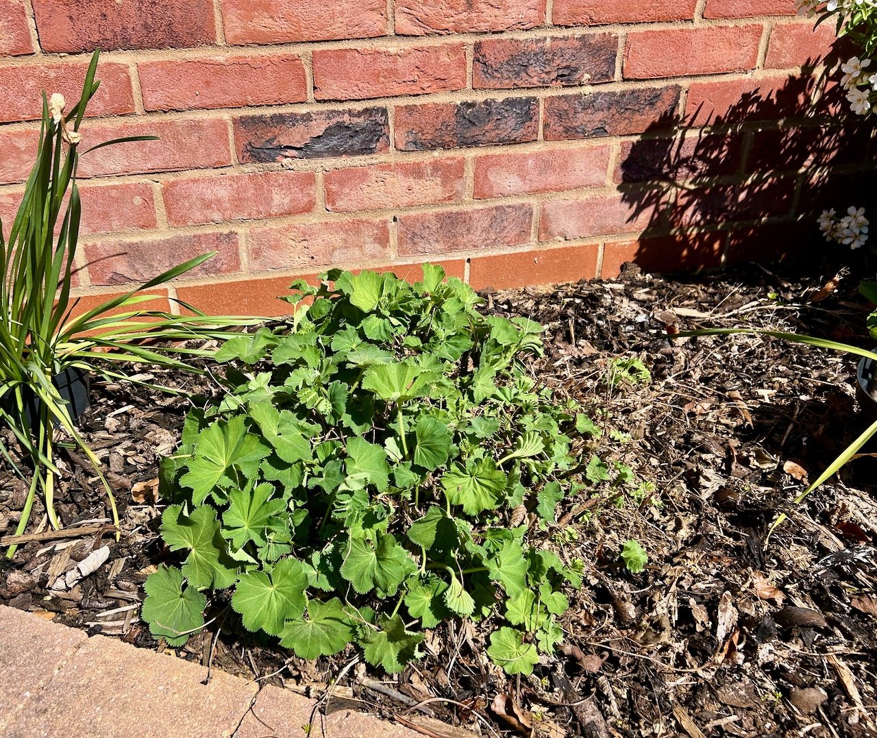 a very nicely manicured lady's mantle